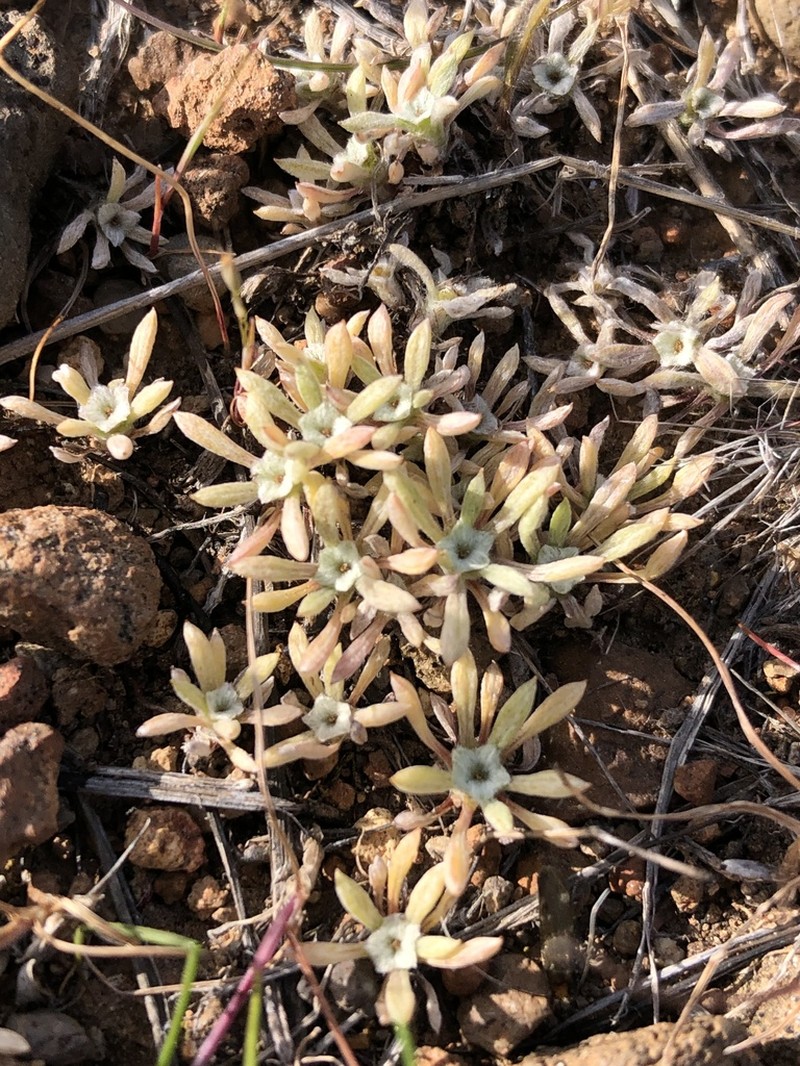 Stemless Dwarf-Cudweed photo 2