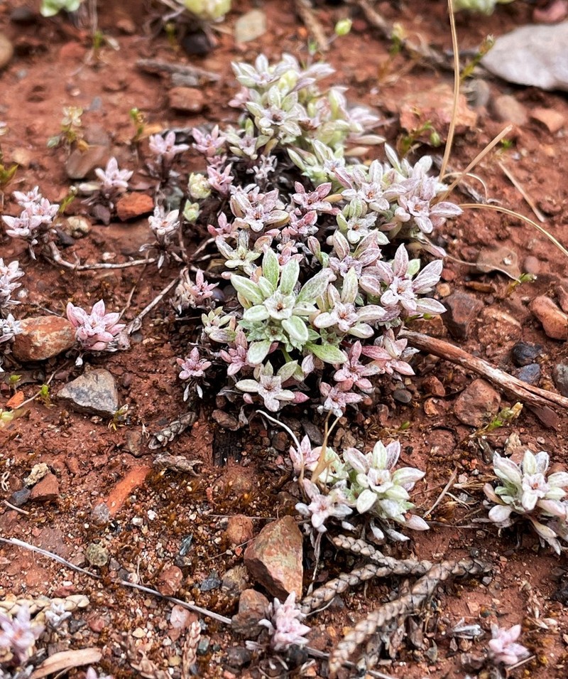 Stemless Dwarf-Cudweed photo 3