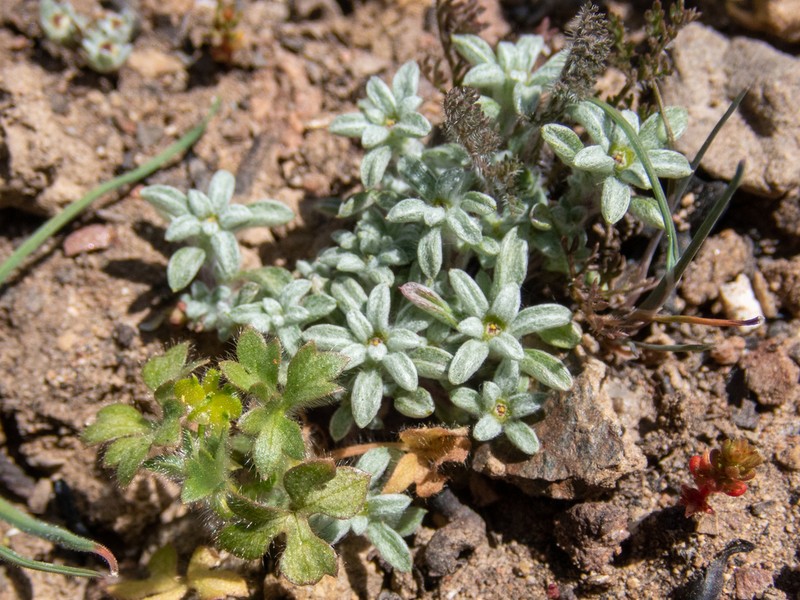 Stemless Dwarf-Cudweed photo 4