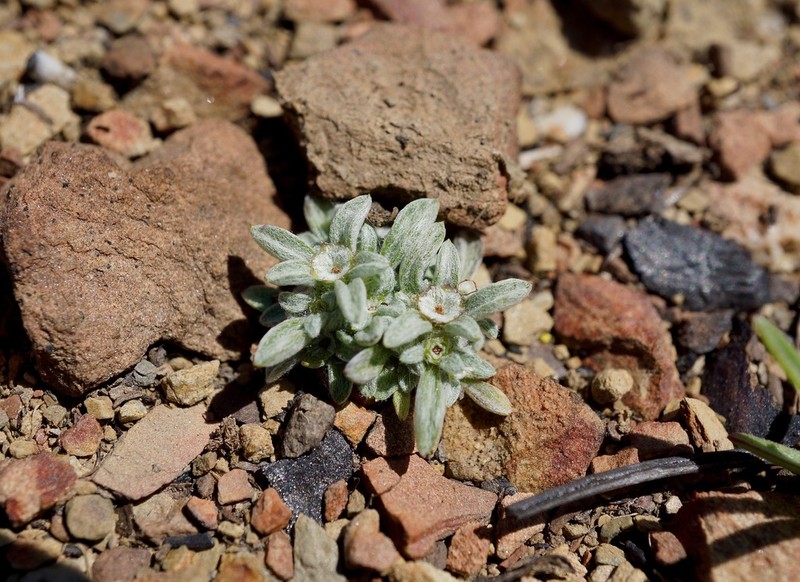 Stemless Dwarf-Cudweed photo 5