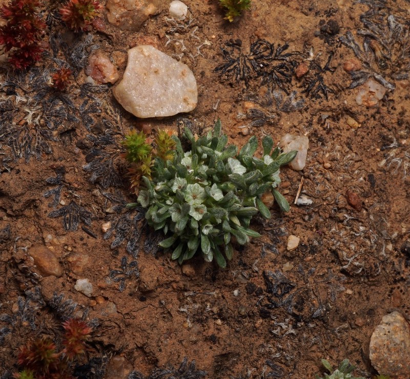 Stemless Dwarf-Cudweed photo 6