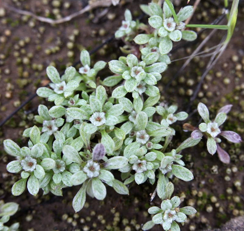 Stemless Dwarf-Cudweed photo 7