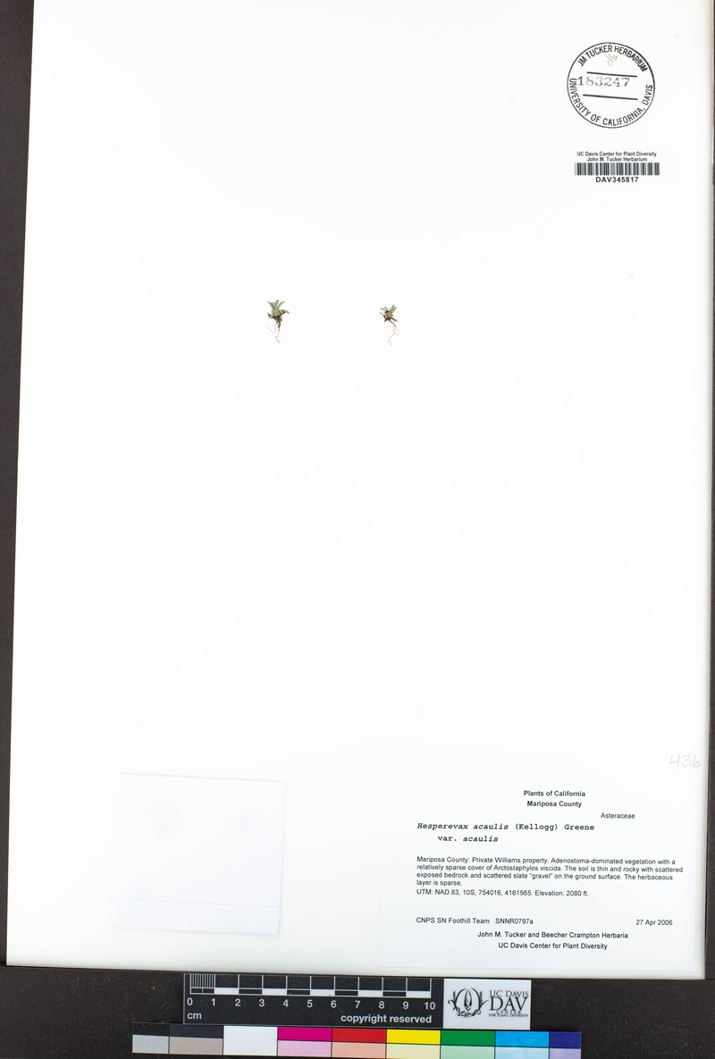 Hesperevax acaulis var. acaulis