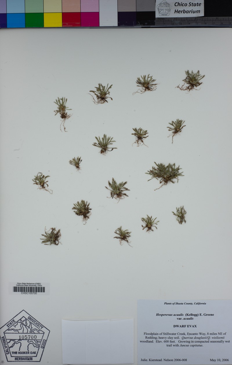 Hesperevax acaulis var. acaulis photo 2