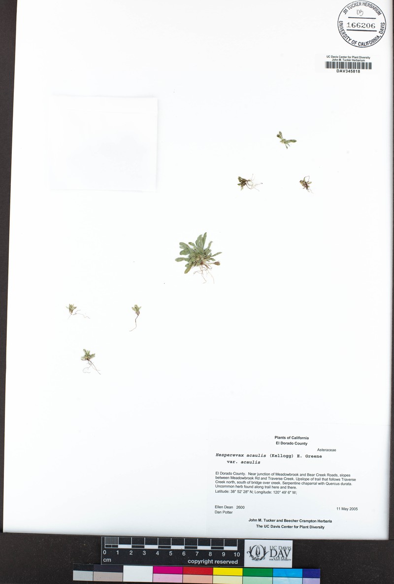 Hesperevax acaulis var. acaulis photo 3