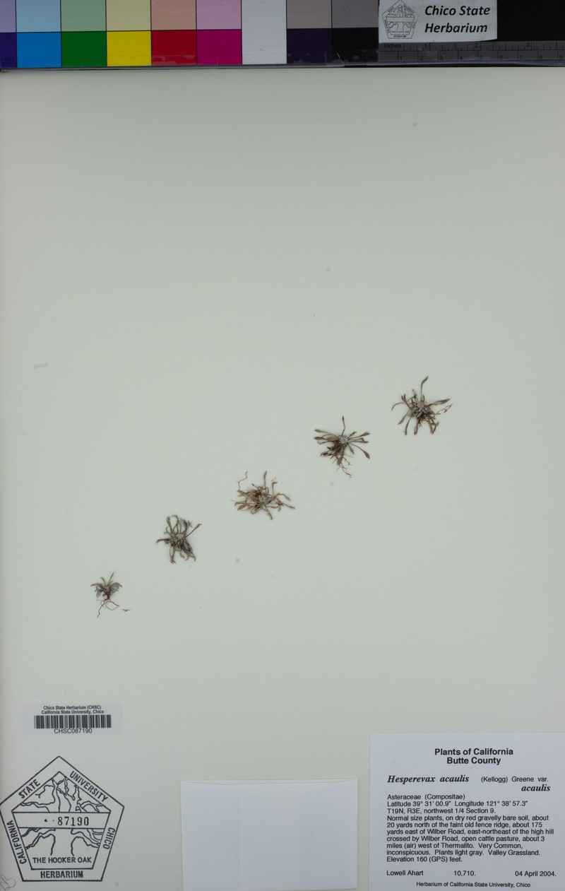 Hesperevax acaulis var. acaulis photo 4