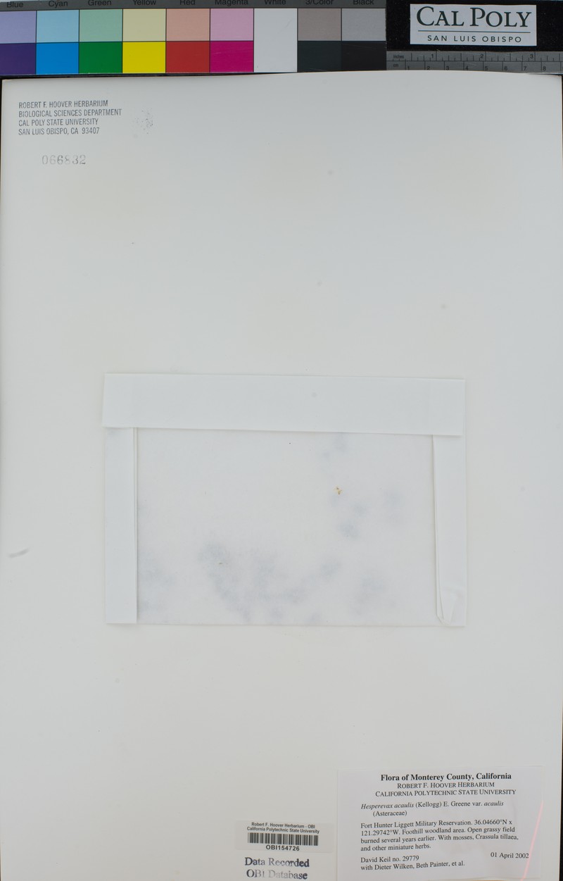Hesperevax acaulis var. acaulis photo 5