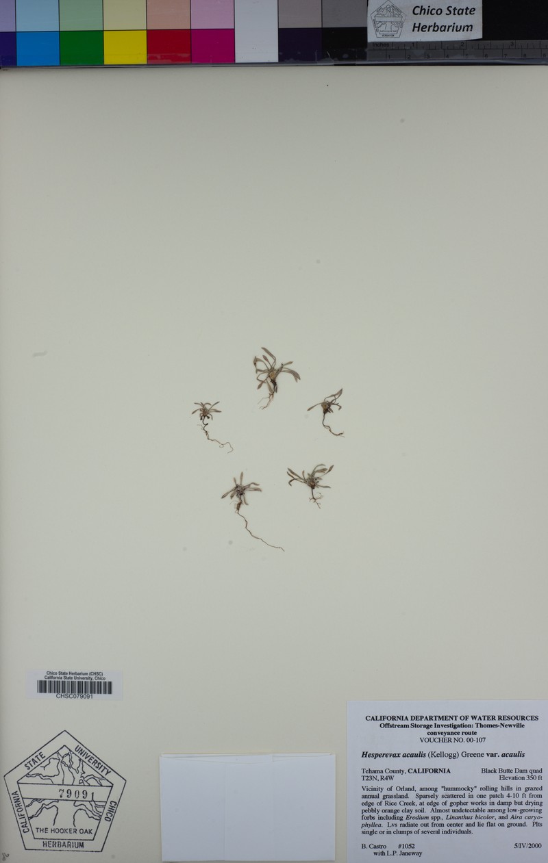 Hesperevax acaulis var. acaulis photo 6