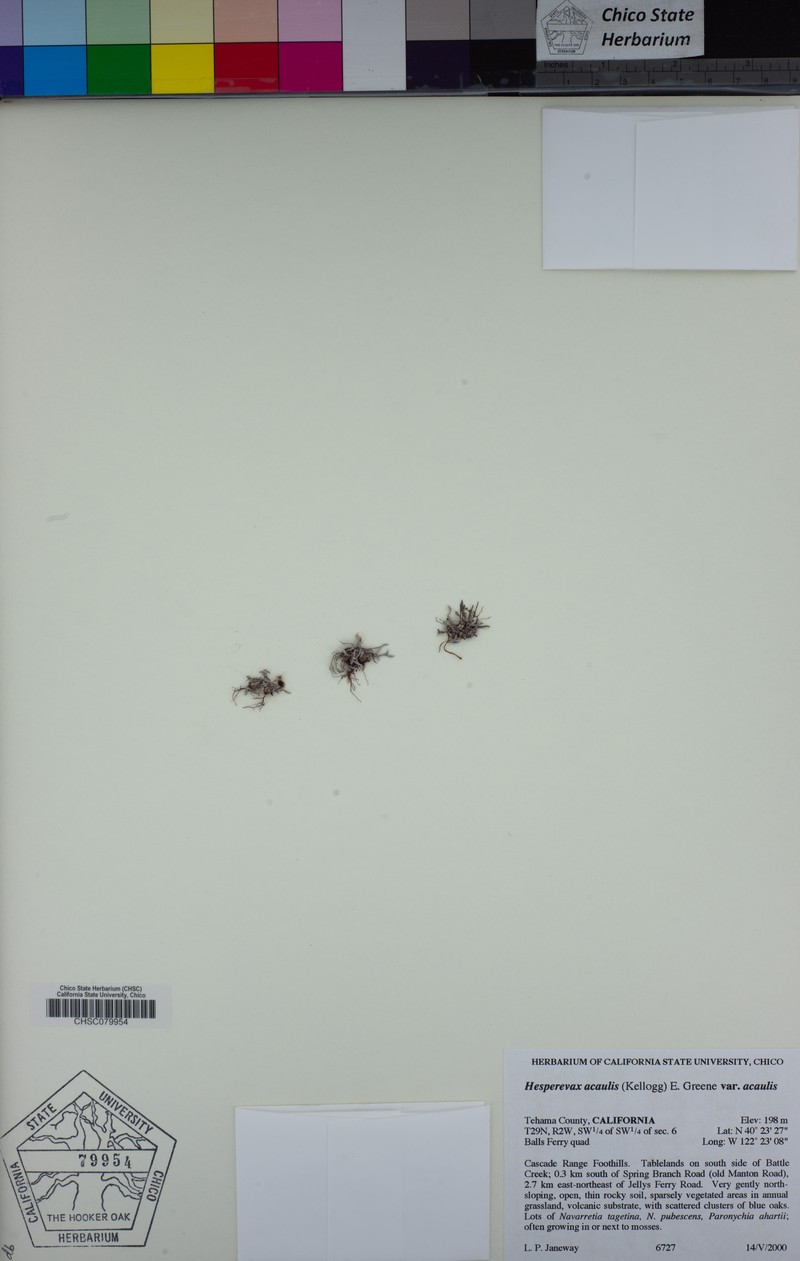 Hesperevax acaulis var. acaulis photo 7