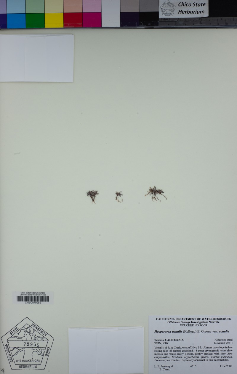 Hesperevax acaulis var. acaulis photo 8