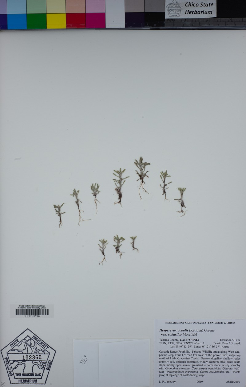 Hesperevax acaulis var. robustior photo 4