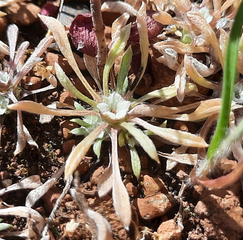 Hesperevax acaulis var. robustior photo 2