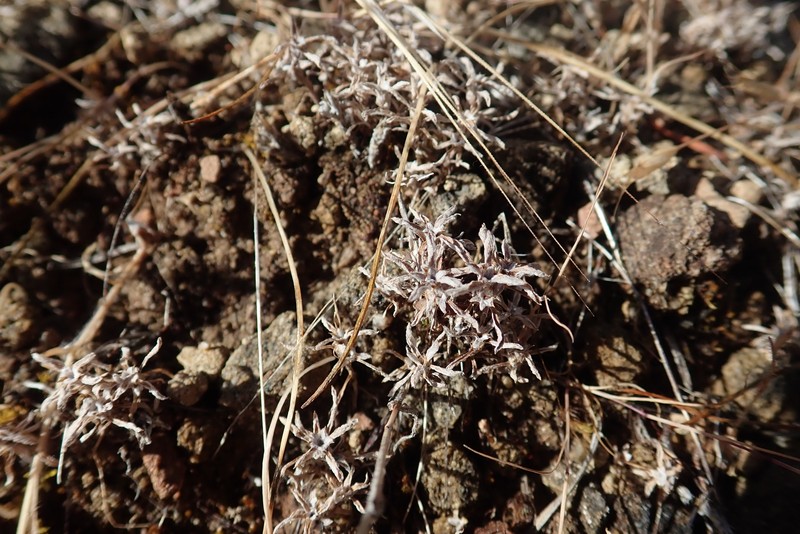 Hesperevax acaulis var. robustior photo 3