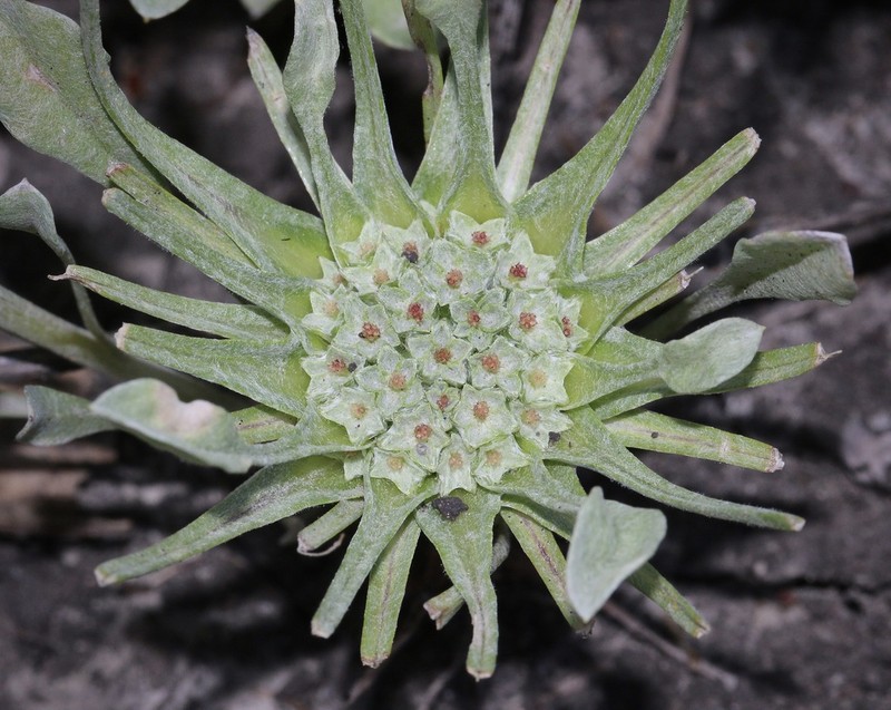 Dwarf Dwarf-Cudweed