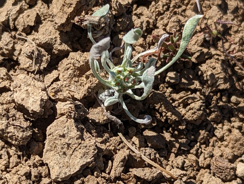 Dwarf Dwarf-Cudweed photo 2