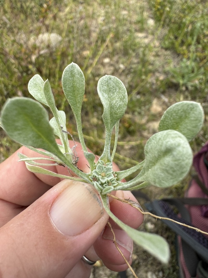 Dwarf Dwarf-Cudweed photo 3