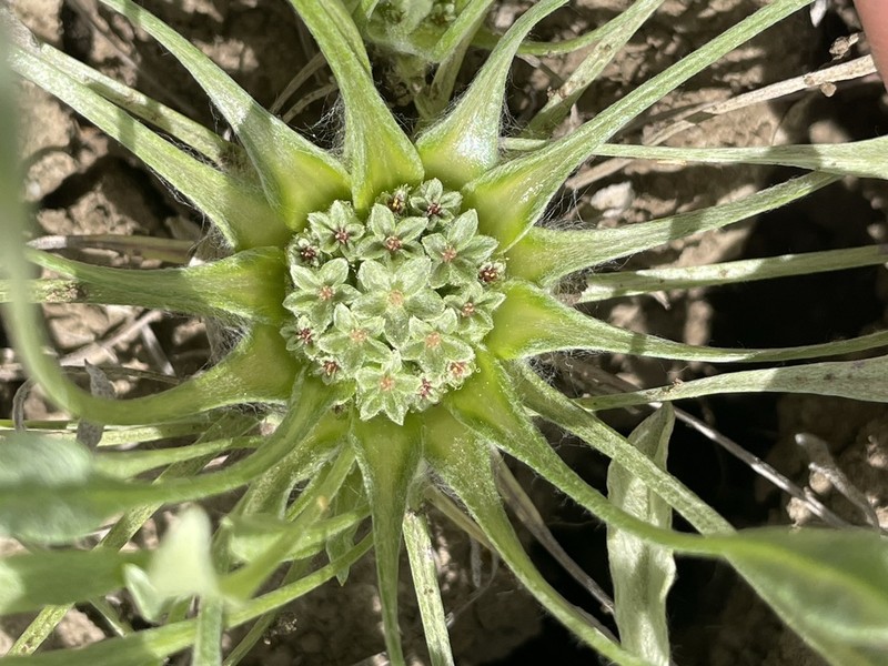 Dwarf Dwarf-Cudweed photo 4