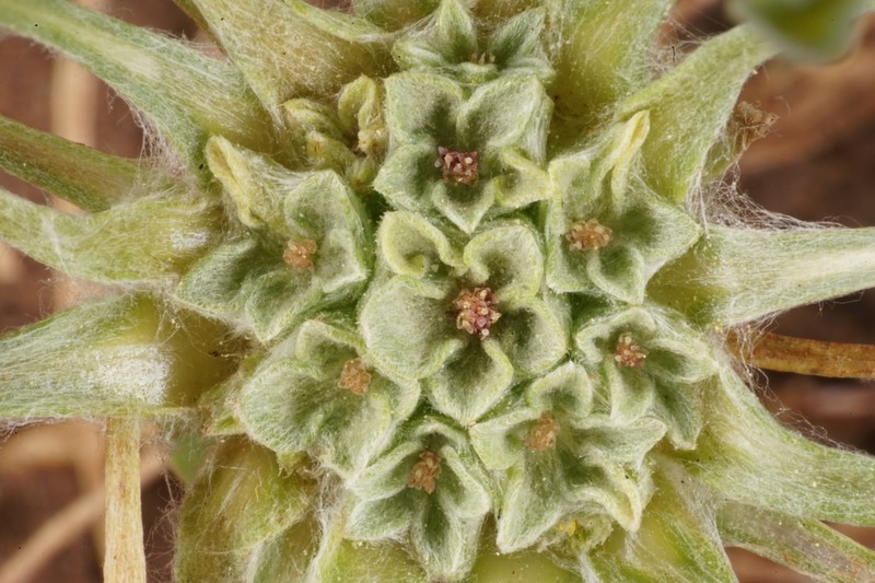 Dwarf Dwarf-Cudweed photo 5
