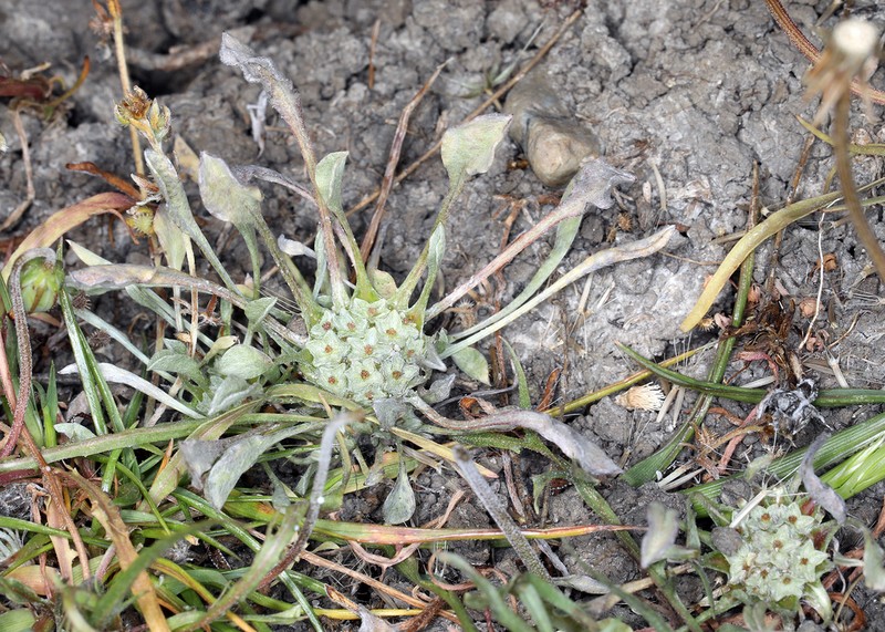 Dwarf Dwarf-Cudweed photo 6