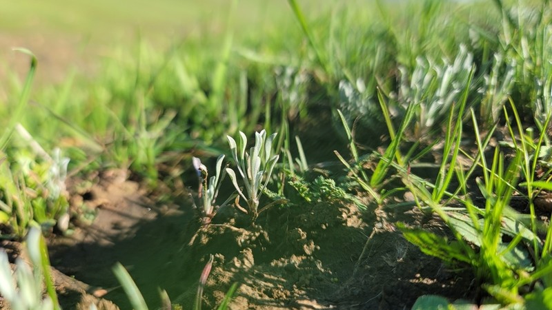 Dwarf Dwarf-Cudweed photo 7