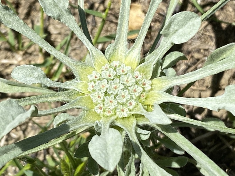 Dwarf Dwarf-Cudweed photo 8
