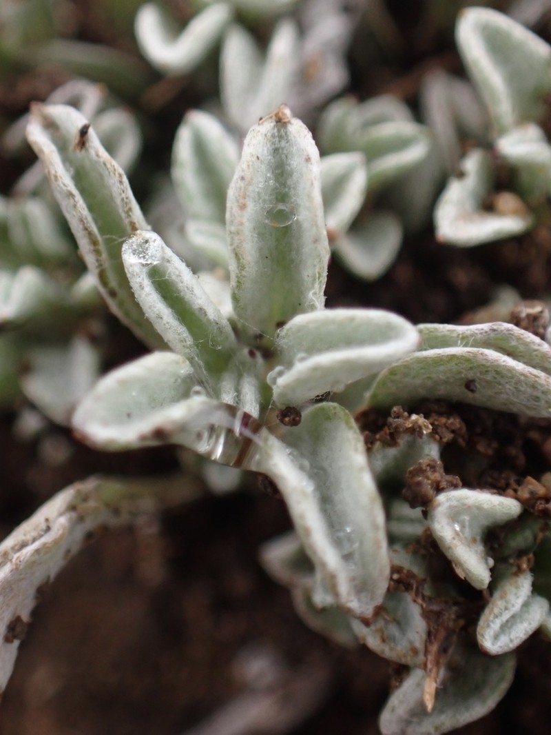 Erect Dwarf-Cudweed