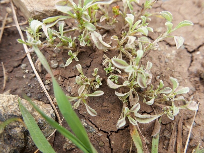 Erect Dwarf-Cudweed photo 2