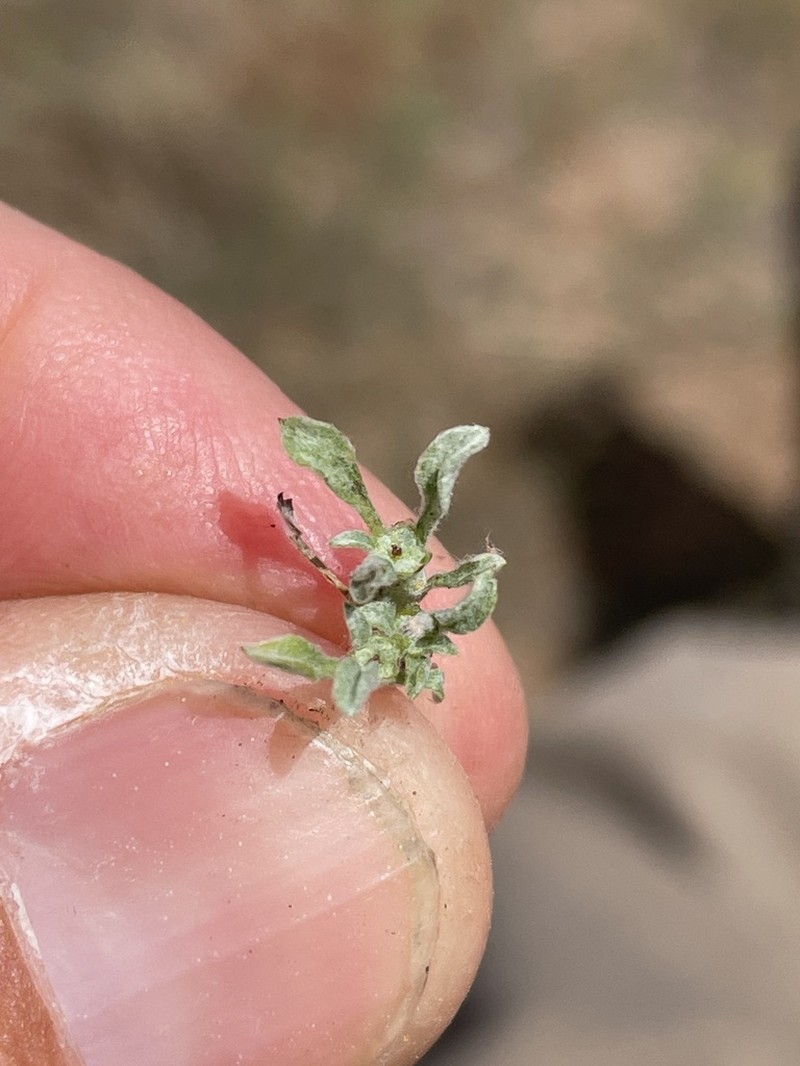 Erect Dwarf-Cudweed photo 3