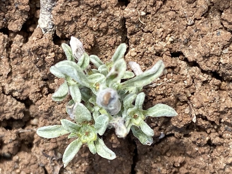 Erect Dwarf-Cudweed photo 4