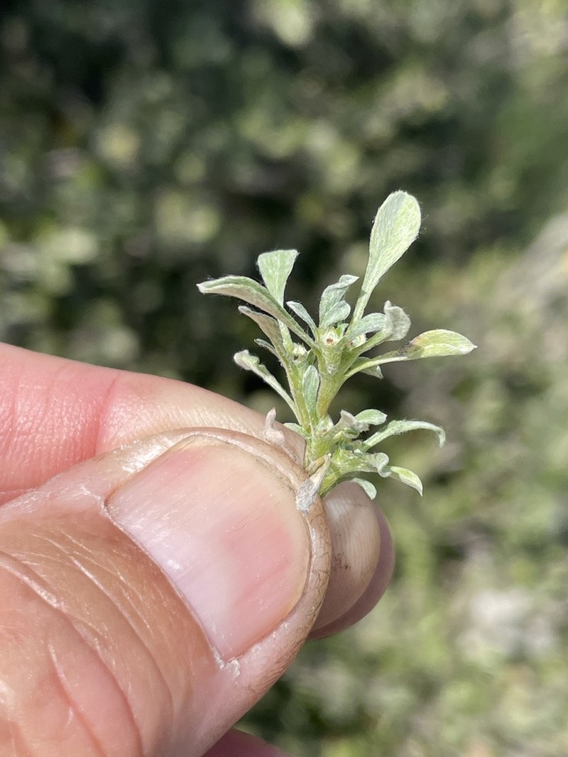 Erect Dwarf-Cudweed photo 5