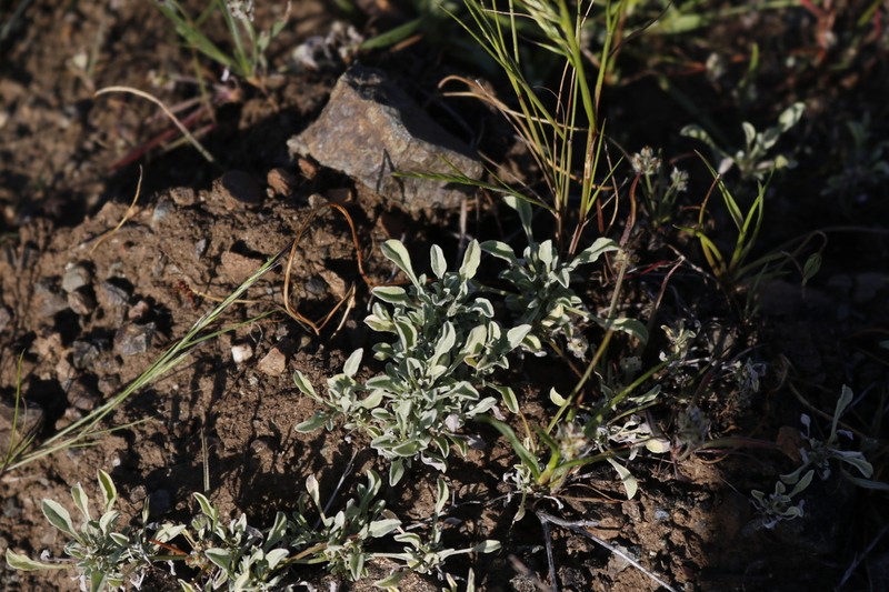 Erect Dwarf-Cudweed photo 6