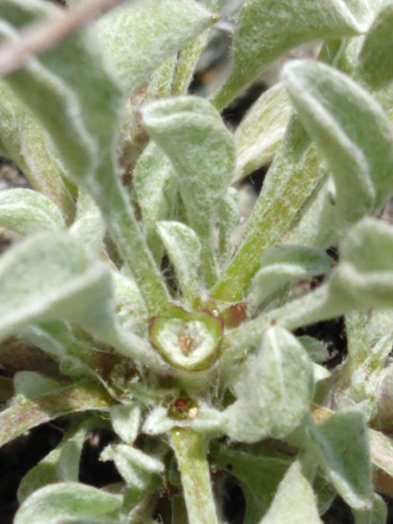 Erect Dwarf-Cudweed photo 7