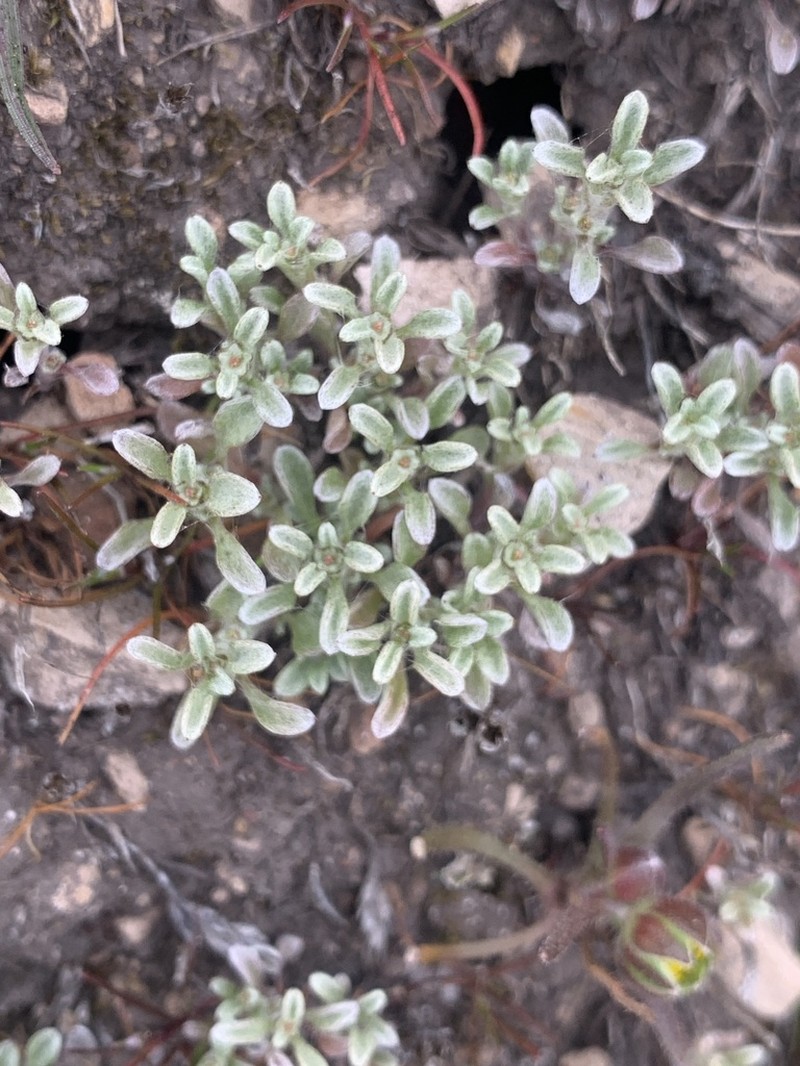 Erect Dwarf-Cudweed photo 8