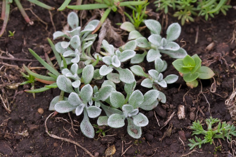 Hesperevax sparsiflora var. brevifolia