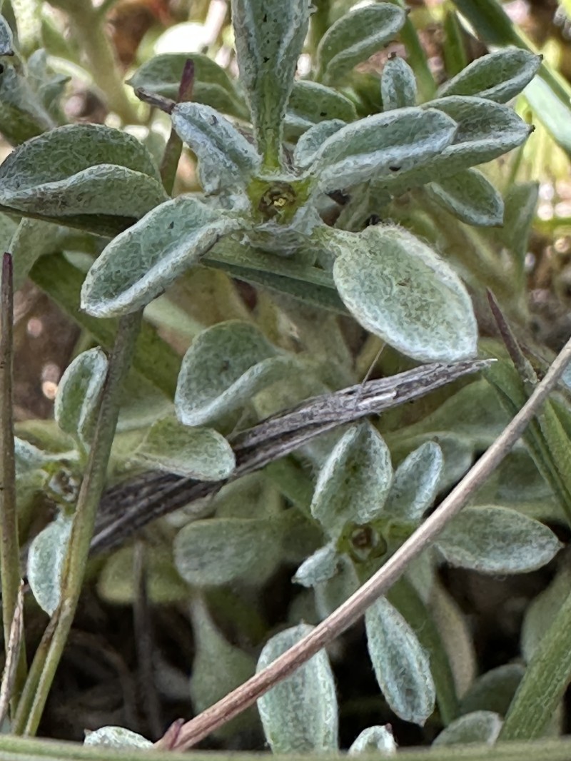 Hesperevax sparsiflora var. brevifolia photo 2