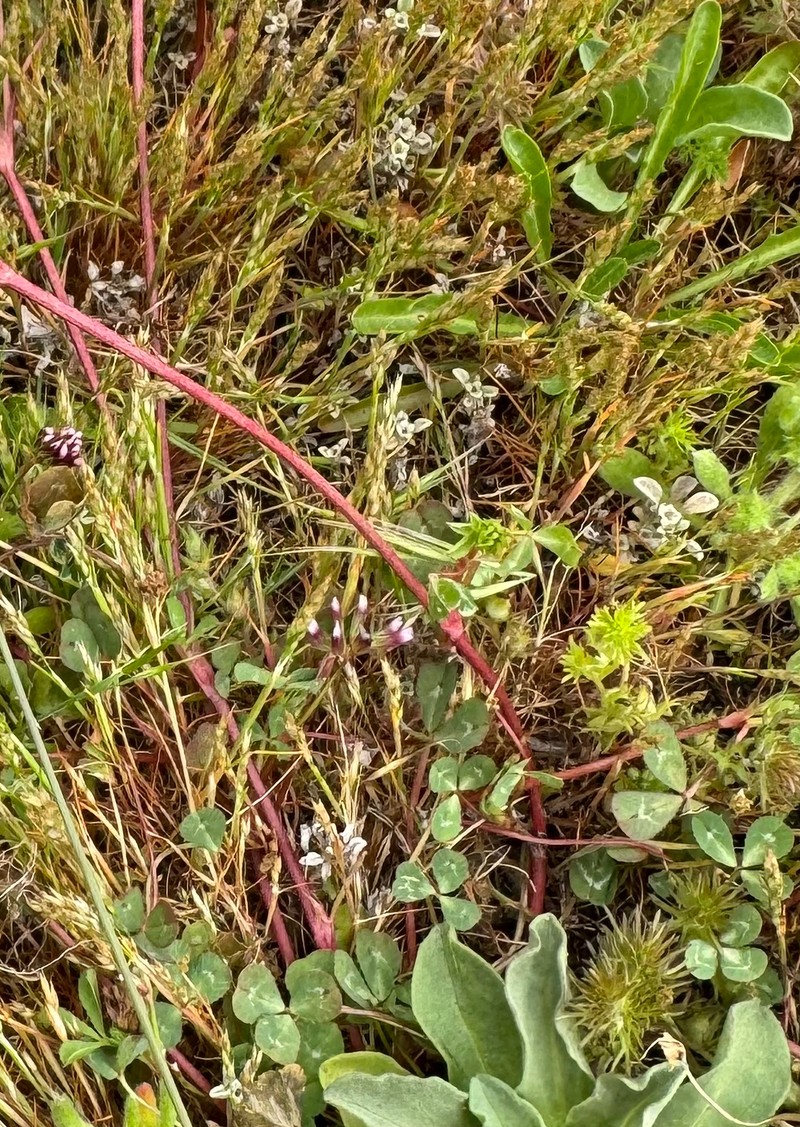 Hesperevax sparsiflora var. brevifolia photo 3