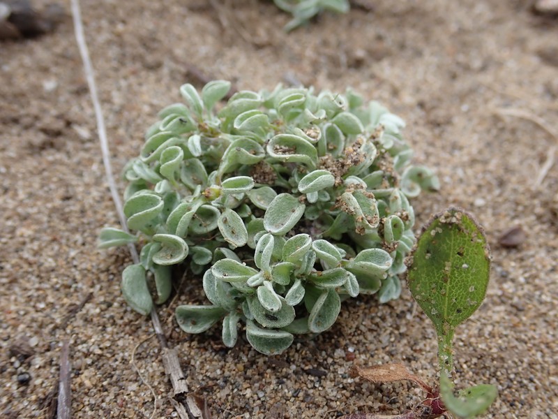 Hesperevax sparsiflora var. brevifolia photo 4