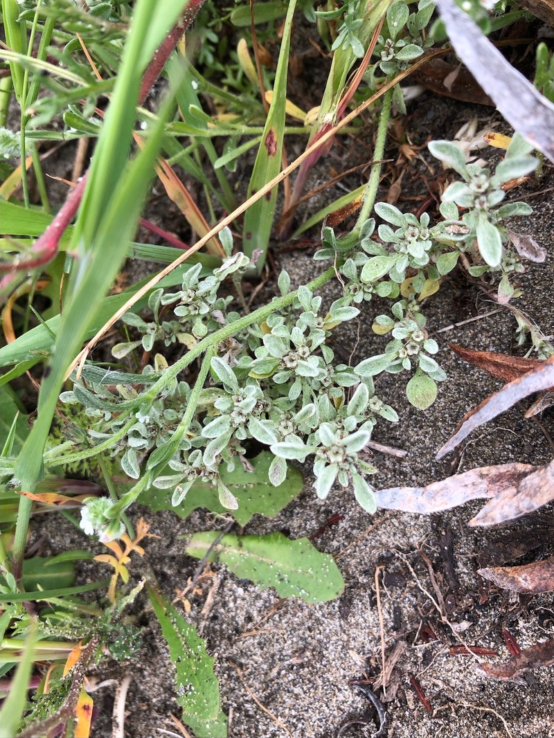Hesperevax sparsiflora var. brevifolia photo 5