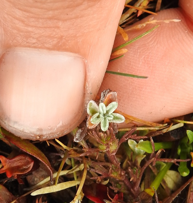 Hesperevax sparsiflora var. brevifolia photo 6