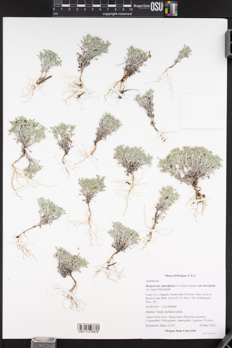 Hesperevax sparsiflora var. brevifolia photo 7