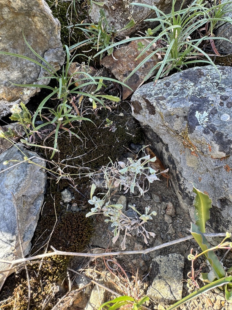 Hesperevax sparsiflora var. sparsiflora