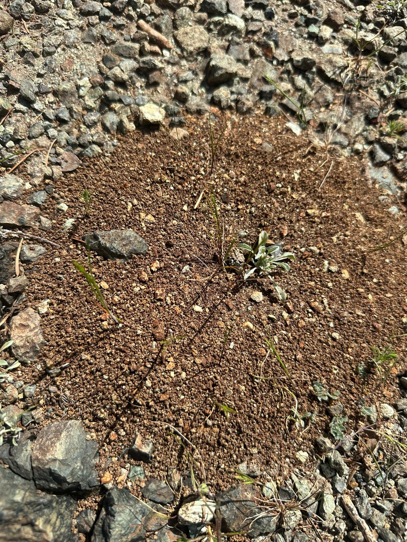 Hesperevax sparsiflora var. sparsiflora photo 2