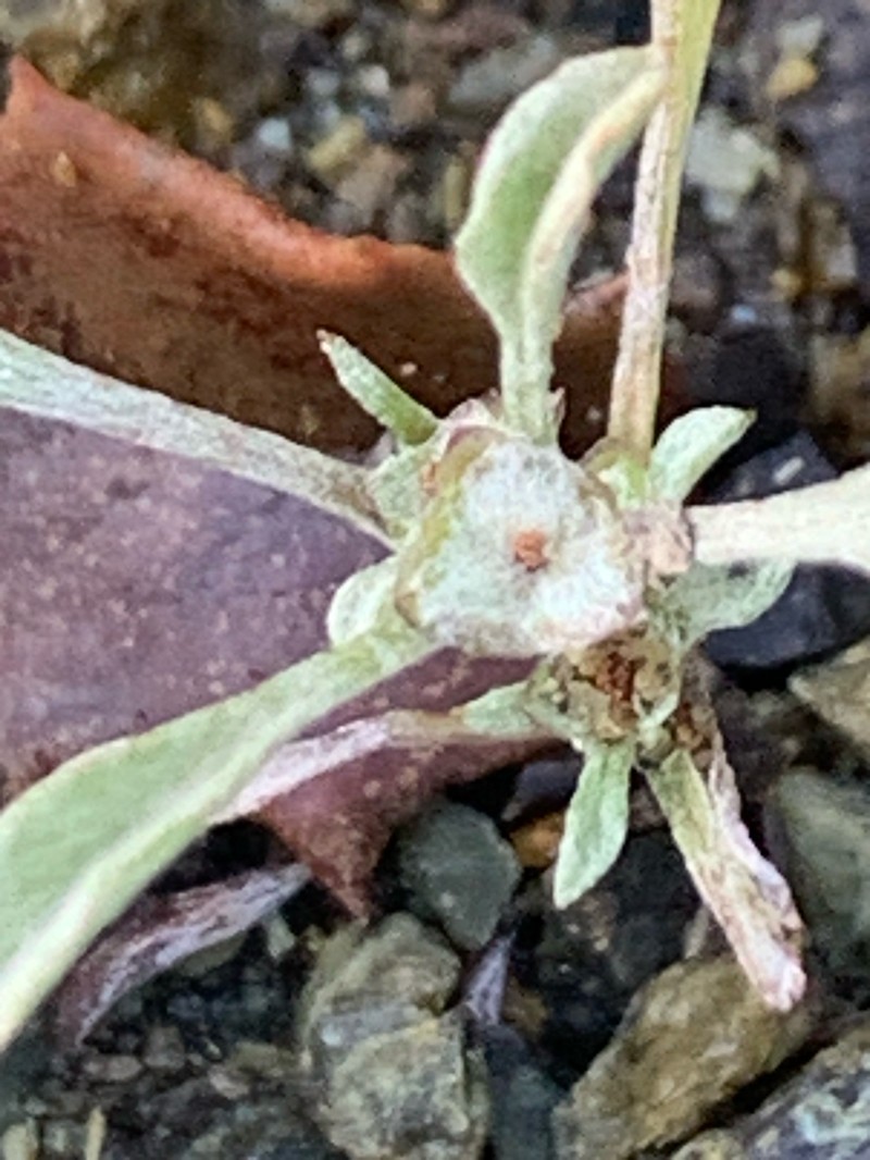 Hesperevax sparsiflora var. sparsiflora photo 3