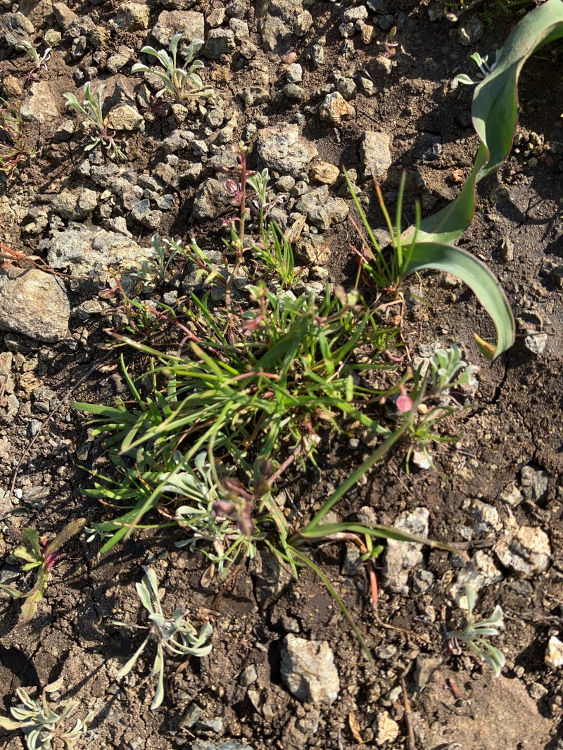 Hesperevax sparsiflora var. sparsiflora photo 4
