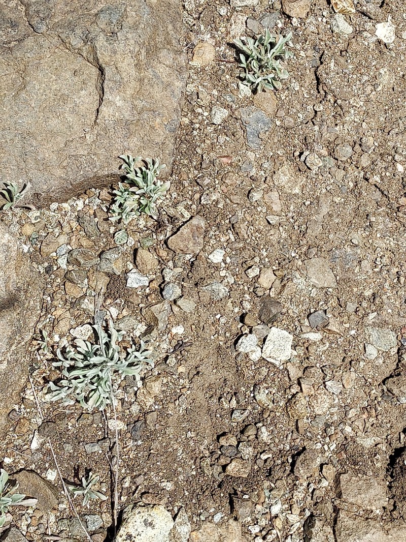 Hesperevax sparsiflora var. sparsiflora photo 5