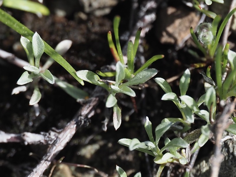 Hesperevax sparsiflora var. sparsiflora photo 6