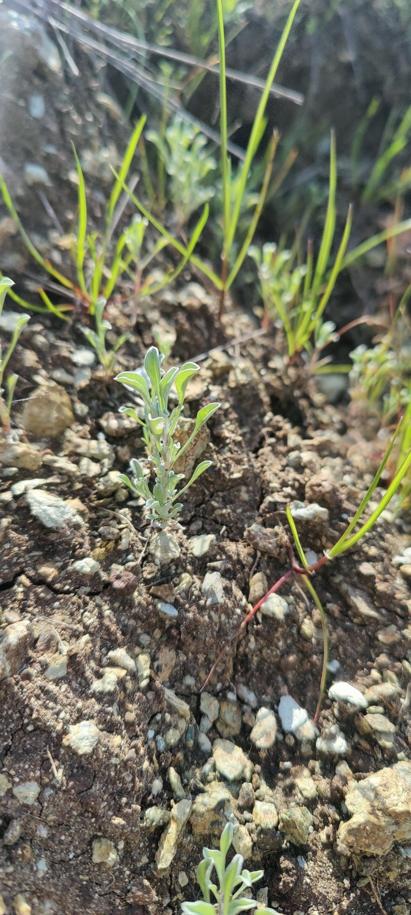 Hesperevax sparsiflora var. sparsiflora photo 7