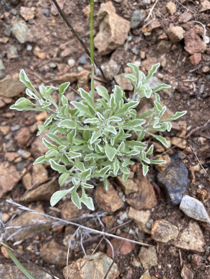 Hesperevax sparsiflora var. sparsiflora photo 8