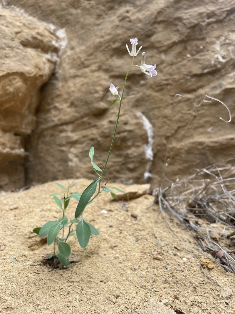 Uinta Basin Plainsmustard photo 4