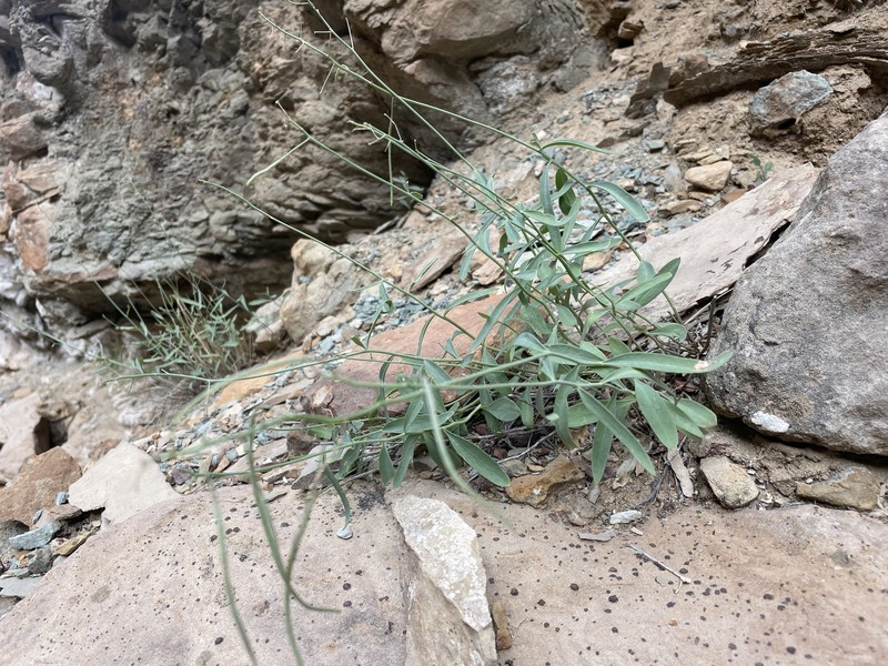 Uinta Basin Plainsmustard photo 5